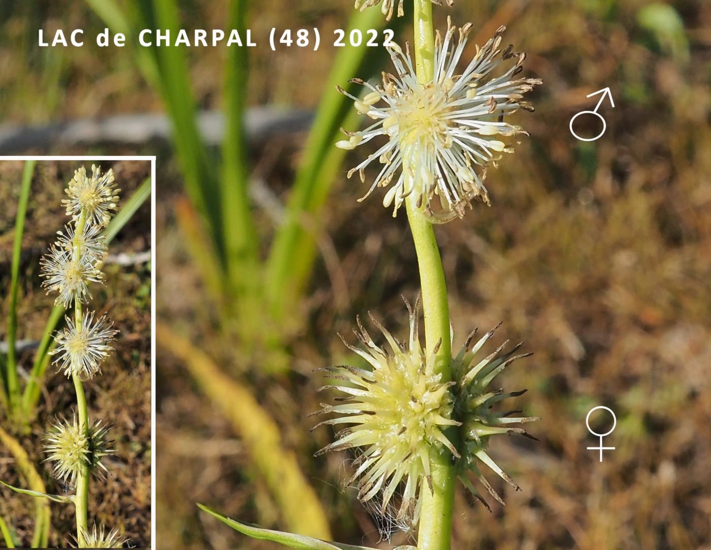 Bur-weed, Unbranched flower